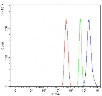 MAEL Antibody / Maelstrom homolog