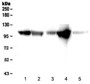Alpha-Actinin Antibody