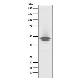 CD79a Antibody