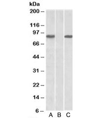 STAT4 Antibody