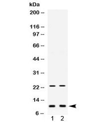 Western blot testing of 1) mouse liver and 2) mouse spleen lysate with Eg-Vegf antibody. Expected mo