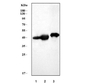 Western blot testing of 1) rat kidney, 2) rat skeletal muscle and 3) mouse skeletal muscle tissue ly