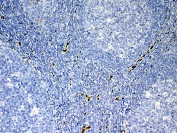 IL-33 Antibody
