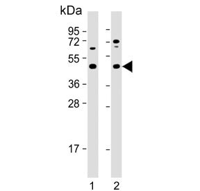 MEK2 Antibody / MAP2K2