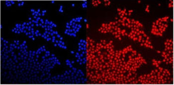 GNAQ Antibody