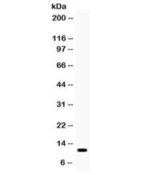 CCL3 Antibody / MIP-1 alpha