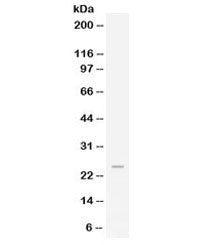FGF19 Antibody