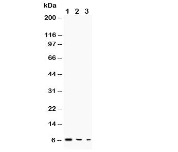 Western blot testing of TGF alpha antibody and Lane 1: recombinant human protein 10ng; 2: 5ng; 3: 2.