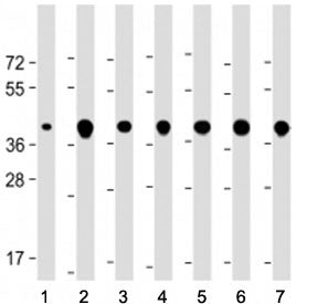 TOMM40 Antibody (N-Terminal Region)