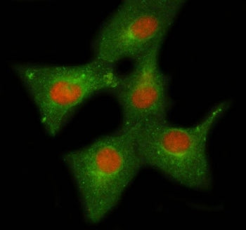 NELFE Antibody / Negative elongation factor E / RD