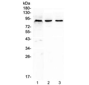 CUL2 Antibody / Cullin 2