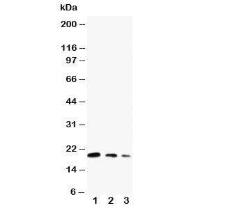 CDC42 Antibody