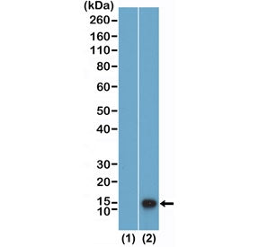 H4K12me1 Antibody / Monomethyl-Histone H4 Lysine 12