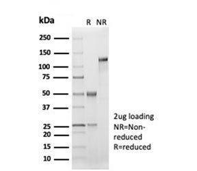 CD33 Antibody