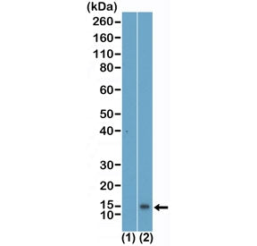 Monomethyl-Histone H4 Antibody / Lysine 5 / H4K5me1