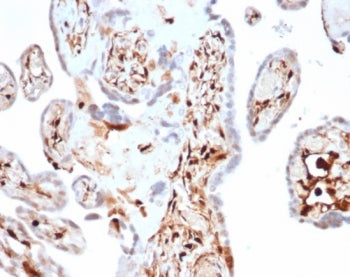 S100A4 Antibody / FSP1