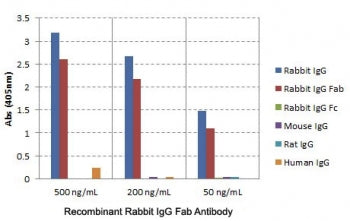 Rabbit IgG Fab Antibody