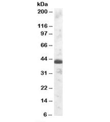 Western blot testing of human testis lysate with TFEC antibody at 1ug/ml. Predicted molecular weight