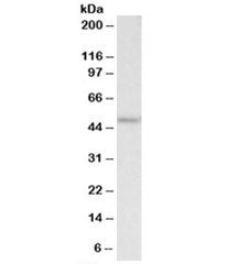 PLA1 Antibody