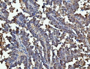 GAPDH Antibody