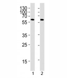 PPARG Antibody
