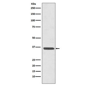 Annexin A2 Antibody / ANXA2