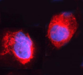 ARHGEF1 Antibody