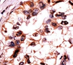 Phospho-ERK3 Antibody (pS189)
