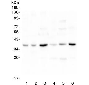 SIRT4 Antibody