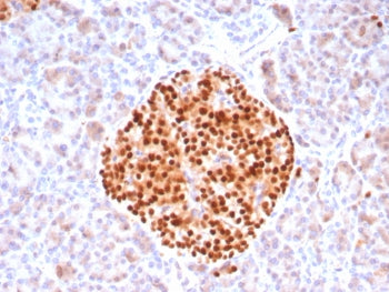 PAX6 Antibody
