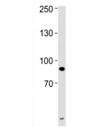 UHRF1 antibody western blot analysis of HeLa lysate. Predicted/observed molecular weight: ~91/91-106