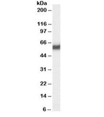 PDI Antibody