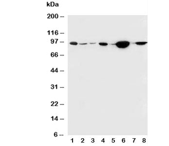 b-Catenin Antibody