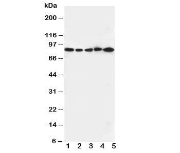 CD18 Antibody