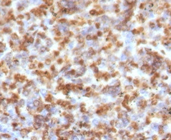 Granzyme B Antibody