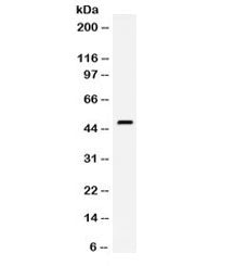 Tissue Factor Antibody / CD142