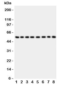 P2X2 Antibody