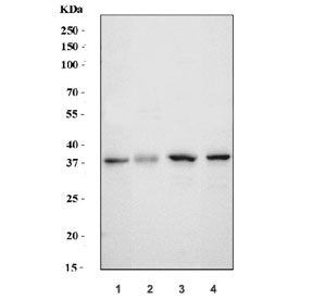 SLC10A1 Antibody / NTCP
