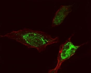 PLEKHA5 Antibody / PEPP-2