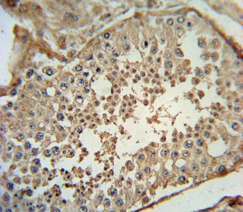 ADCYAP1 Antibody / PACAP