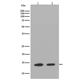 Histone H2AZ Antibody