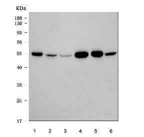 Alpha Tubulin Antibody