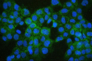 COMT Antibody