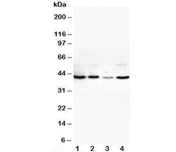 VEGFD Antibody