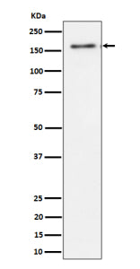 Western blot analysis of TMF expression in human HeLa cell lysate using TMF1 antibody. TMF1 western