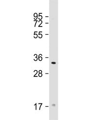 TAS2R50 Antibody / T2R50