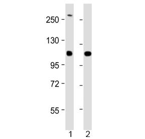 Neurofilament Antibody (Heavy) / NF-H / NEFH (Center Region)