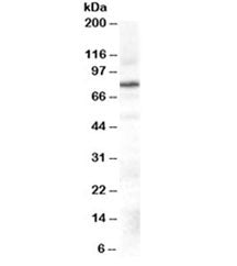 GRK2 Antibody