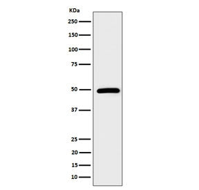 Western blot testing of human HeLa cell lysate with STAMBP antibody. Predicted molecular weight ~48