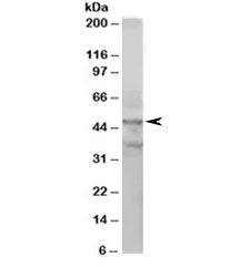 ACTL6A Antibody